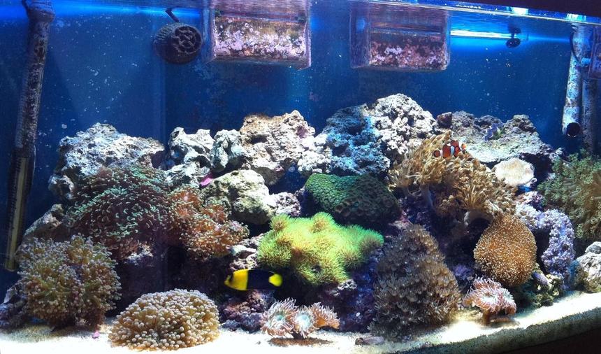 Rated #49: 60 Gallons Reef Tank - Juwel vision 180
