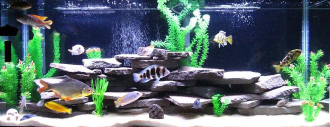 55 gallons freshwater fish tank (mostly fish and non-living decorations) - 55 Gallon Chiclid Tank