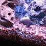 freshwater fish - tanganicodus irsacae - jeweled goby cichlid stocking in 100 gallons tank - Spotfin goby African cichlid