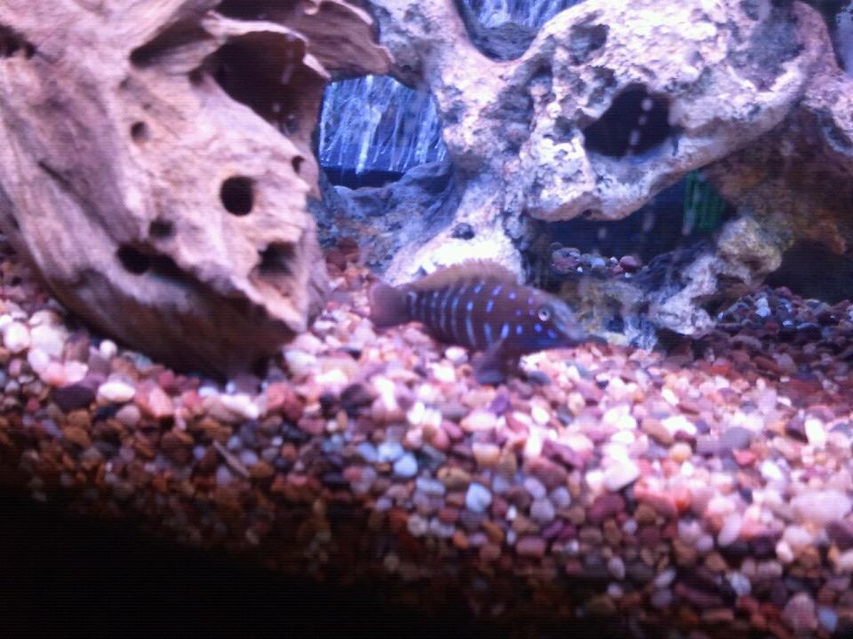 freshwater fish - tanganicodus irsacae - jeweled goby cichlid stocking in 100 gallons tank - Spotfin goby African cichlid