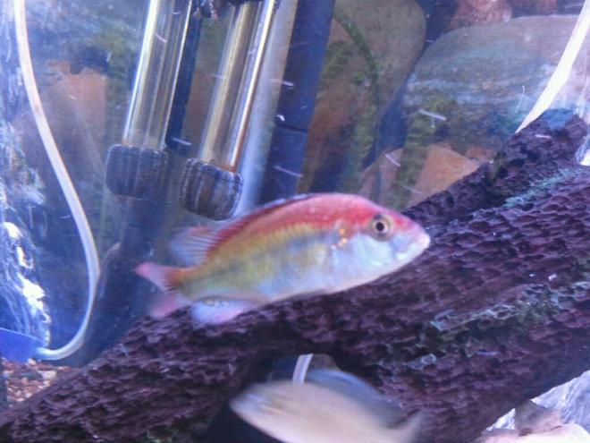 freshwater fish - pundamilia nyererei - nyererei hap stocking in 100 gallons tank - Lake Victorian flame back