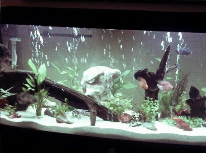 68 gallons planted tank (mostly live plants and fish) - t