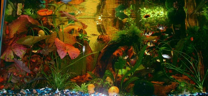 Rated #77: 29 Gallons Planted Tank - 6 months later