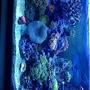 30 gallons reef tank (mostly live coral and fish) - 30 gallon beauty, plenty of stock for a small tank :)