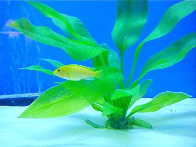 freshwater fish - metriaclima lombardoi - kenyi cichlid stocking in 55 gallons tank