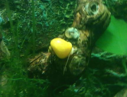 corals inverts - pomacea bridgesii - golden apple snail stocking in 9 gallons tank - apple snail.