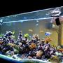 200 gallons reef tank (mostly live coral and fish) - 3D Akil's Reef Tank (you can see it on YouTube)