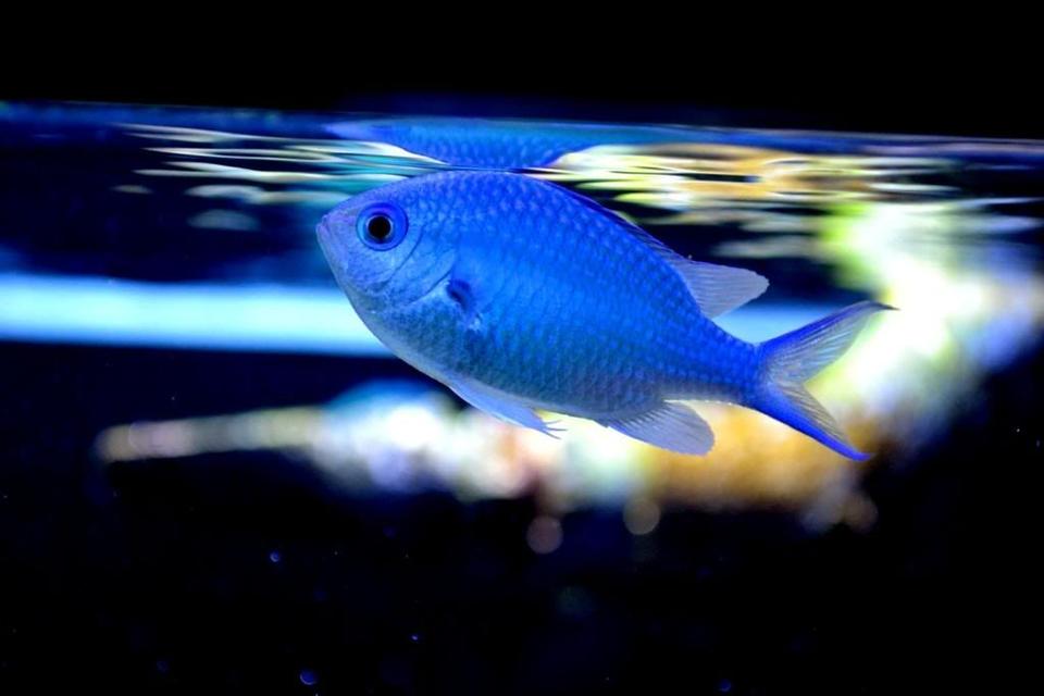 saltwater fish - chromis viridis - blue/green reef chromis stocking in 200 gallons tank - Chromis in Space