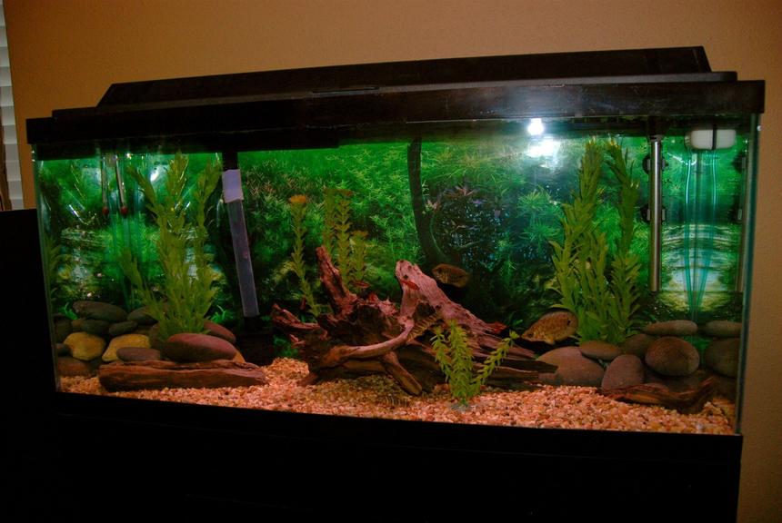 Rated #58: 30 Gallons Freshwater Fish Tank - Hey! This is my 30 Gallon Freshwater Tropical Fish Tank. All the driftwood in this tank is natural that I found in the lake, also the rocks were found in the river. All the plants are artificial plants. All my fish are in the Semi-Aggresive Tropical catogory except the cherry barbs and the pleco.