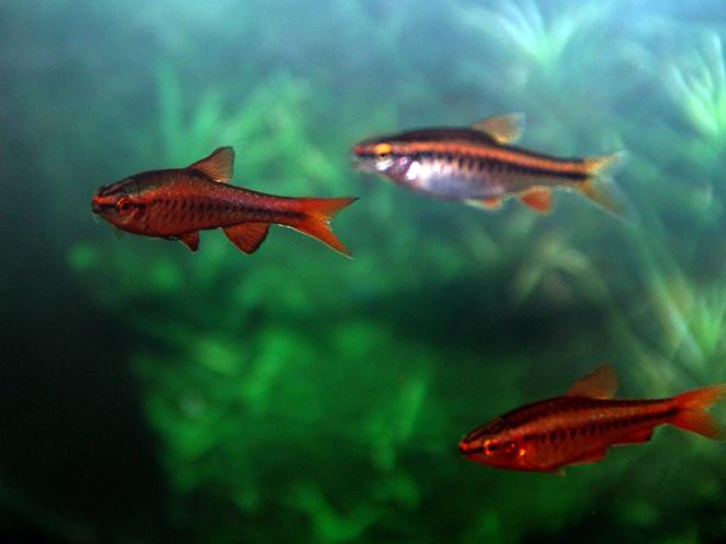 freshwater fish - puntius titteya - cherry barb stocking in 30 gallons tank - These are 3 of the 5 Cherry Barbs in my tank. In this photo their is 2 males (dark red) and 1 female (lighter one)