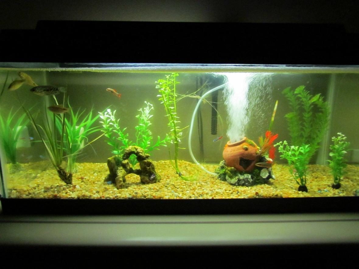 20 gallons planted tank (mostly live plants and fish) - my tank is a 20 gallon long..i love it..i have 2 live plants and getting some live driftwood