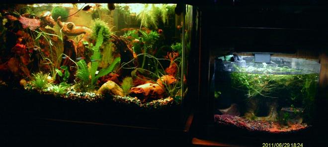 29 gallons planted tank (mostly live plants and fish) - 29gal and 5gal invertebrate/plant overflow tank