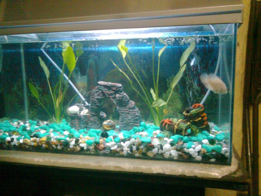 Rated #184: 15 Gallons Planted Tank - i have two oscars in my fish tanks
