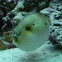 saltwater fish - arothron nigropunctatus - arothron dog face puffer stocking in 165 gallons tank - Dag my Puffed up Dogfaced puffer