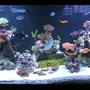 120 gallons reef tank (mostly live coral and fish) - 120g mostly sps tank.