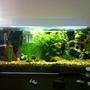 52 gallons planted tank (mostly live plants and fish) - my planted aquarium, no fakes only living plants and fish