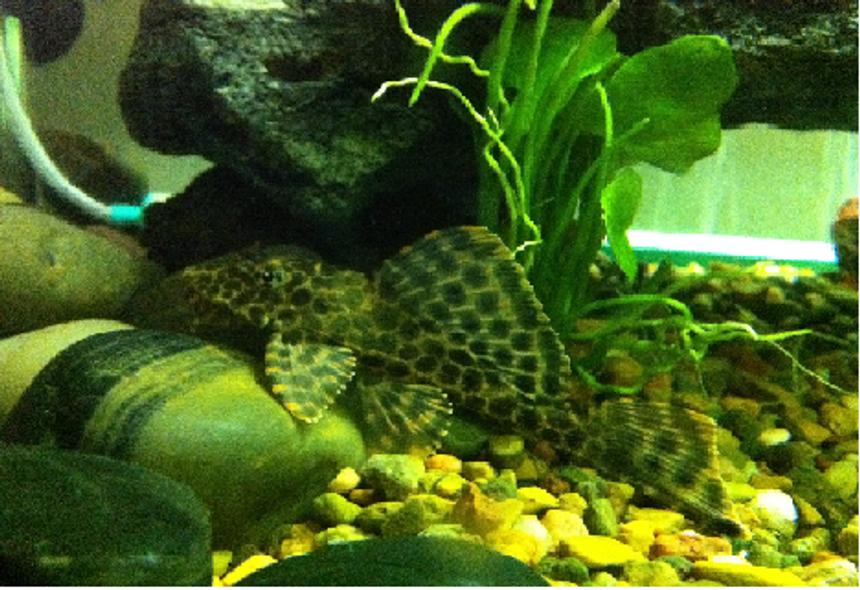 Rated #44: Freshwater Fish - Hypostomus Plecostomus - Common Pleco Stocking In 52 Gallons Tank - my common pleco at 4" and its name is Dino :)