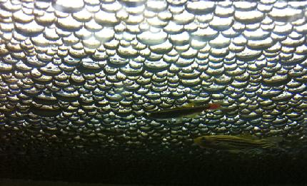 freshwater fish - danio rerio - zebra danio stocking in 52 gallons tank - no idea what caused this, neither did the 15 aquarium experts i asked, it passed after 1 month but to this day i still have no idea what happened.