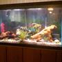 fish tank picture - main tank