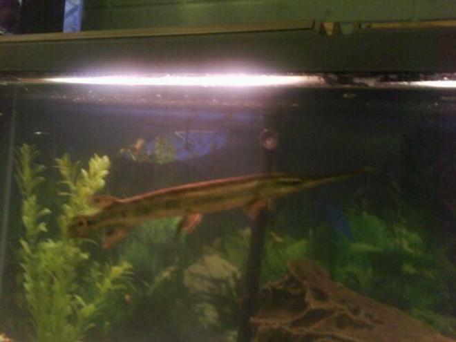 freshwater fish - lepisosteus osseus - longnose gar stocking in 150 gallons tank - gar
