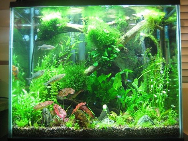 20 gallons planted tank (mostly live plants and fish) - 20 g planted tank with over 20 plant species, 41 fish and 22 shrimp. Not a spot of algea. I cant keep my hands out of it. Hope you enjoy it as much as I do.
