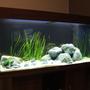 100 gallons freshwater fish tank (mostly fish and non-living decorations) - Test