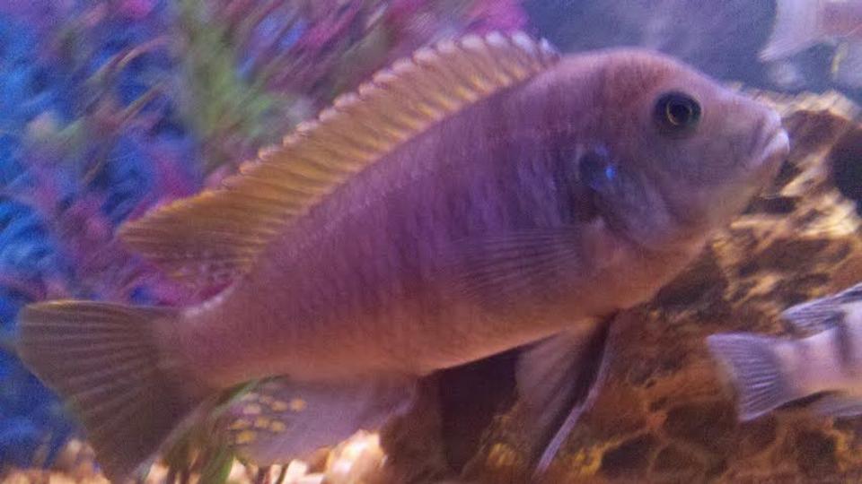 freshwater fish - maylandia lombardoi - blue kenyi cichlid stocking in 55 gallons tank