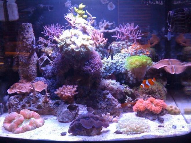 29 gallons reef tank (mostly live coral and fish) - Full tank shot