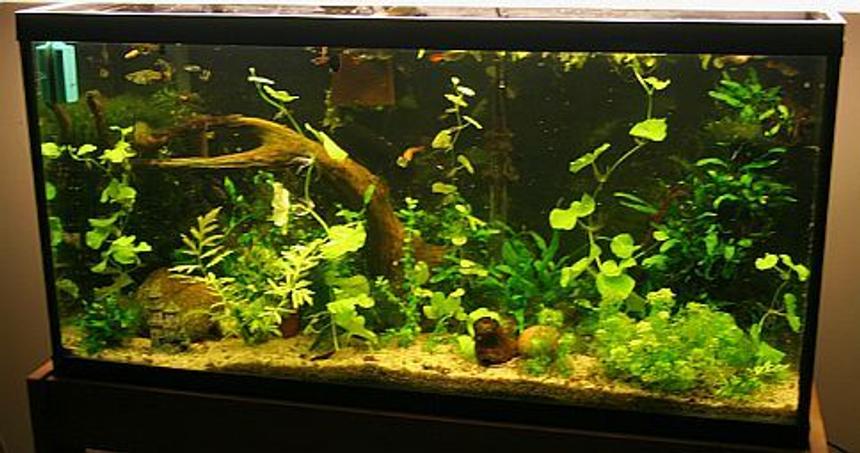 Rated #74: Freshwater Fish Tank - 33g guppies and cherry shrimp
