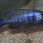 freshwater fish - placidochromis phenochilus - malawi cichlid - 3" male Placidochromis Phenochilus
