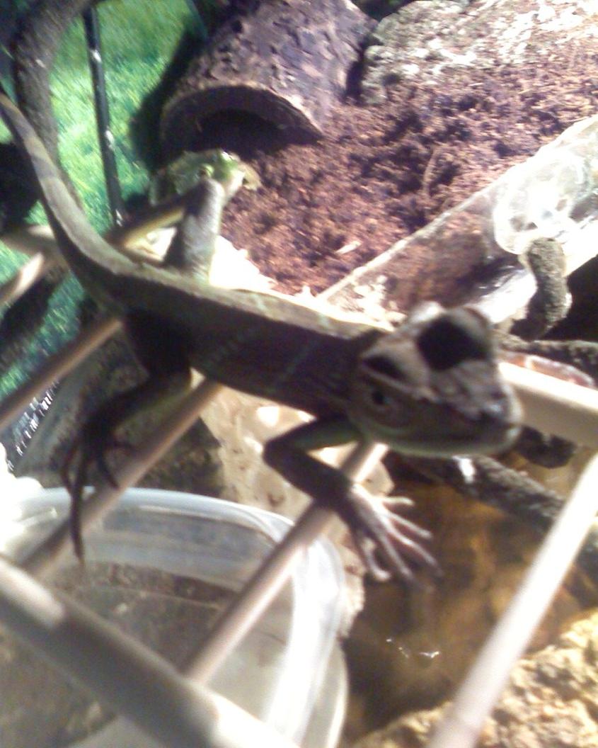 Rated #2492: Freshwater Fish - Periophthalmus Modestus - Mudskipper Stocking In 55 Gallons Tank - iggy