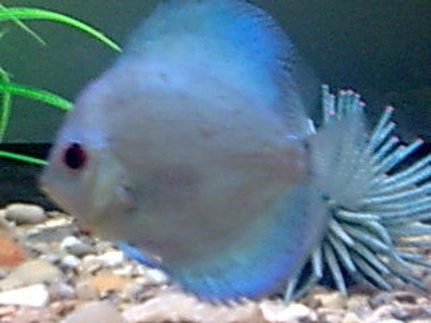 Rated #49: Freshwater Fish - Symphysodon Sp. - Blue Diamond Discus Stocking In 8 Gallons Tank - one of my discus fish
