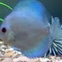 freshwater fish - symphysodon sp. - blue diamond discus stocking in 8 gallons tank - one of my discus fish