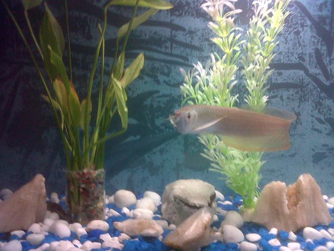 freshwater fish - osteoglossum bicirrhosum - silver arowana - Silver Arowana (3 months old)