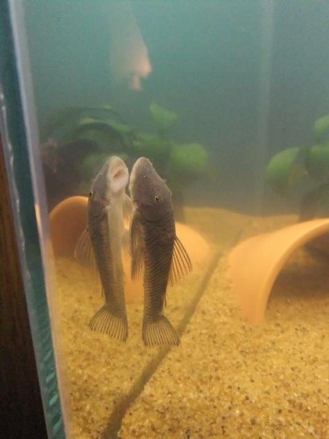 freshwater fish - chaetostoma cf. thomsoni - rubbernose/bulldog pleco (l187b) stocking in 25 gallons tank - My rubbernose/bulldog pleco, Dugong.
