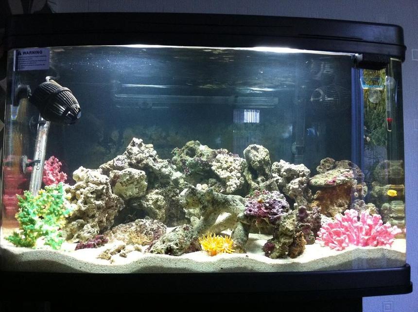 Rated #90: 35 Gallons Reef Tank - PLEASE LEAVE ME ANY COMMENTS, INFO, HELP, SUGGESTIONS THAT YOU MAY HAVE - IM NEW TO SALTWATER I WILL READ THEM ALL!!!!

First ever FOWLR Saltwater Tank: 
120ltr Interpet Curved Front Fishbox
TetraTec EX700 External Filter
Two Powerheads
Standard Interpet Heater
Two Daylights in the Lid
Blue Moonlight LED`s for the night
20KG of Cured Live Rock
Marine Sand
Couple of artificial Coral for Colour

I HAVE A FISH!! Check her out, Dotty the Yellow Spotted Boxfish!! WOW!