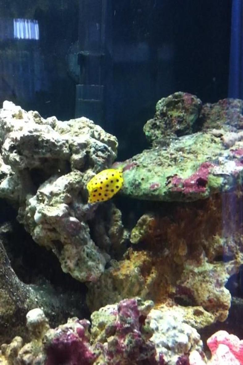 saltwater fish - ostracion cubicus - cubicus boxfish stocking in 35 gallons tank - More Dotty the Yellow Boxfish - Loving her new home!!

Eating well and loving the exploring!