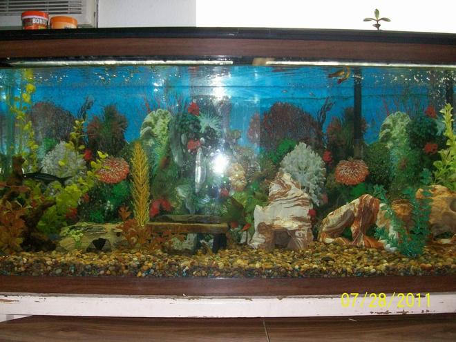 60 gallons freshwater fish tank (mostly fish and non-living decorations) - This is one out of three of my fish tanks. This tank is home to a kuhli loach, african dwarf frog, chinese golden algae eater, iridescent shark, bronze cory cat, mystery snail, trumpet snails, Polka Dot Pictus, iridescent shark, and 3 sunburst.  60 gallon fish tank.