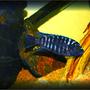 freshwater fish - labeotropheus fuelleborni - fuelleborni cichlid, marmalade - African Cichlid