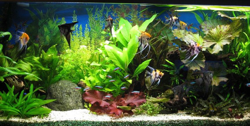 Rated #13: 86 Gallons Planted Tank - My tank with lots of plants 3 months after a new start.