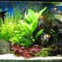 86 gallons planted tank (mostly live plants and fish) - My tank with lots of plants 3 months after a new start.