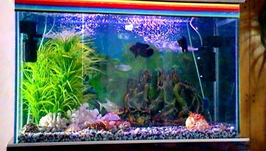 Rated #178: 45 Gallons Freshwater Fish Tank - My tank is about 36x23x14 and I use two filters for maximum cleanliness and fish health and the heater is actually behind the plant and i only use it in the winter.I use good cichlid pellets to feed my oscars and even the piranha likes it.