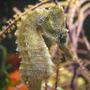 saltwater fish - hippocampus reidi - brazilian reidi seahorse stocking in 120 gallons tank - Seahorse named Pierre