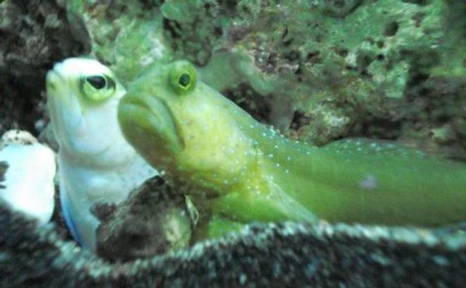 saltwater fish - cryptocentrus pavoninoides - bluespotted watchman goby stocking in 120 gallons tank - Pearly Jawfish and Watchman Goby...BFF's