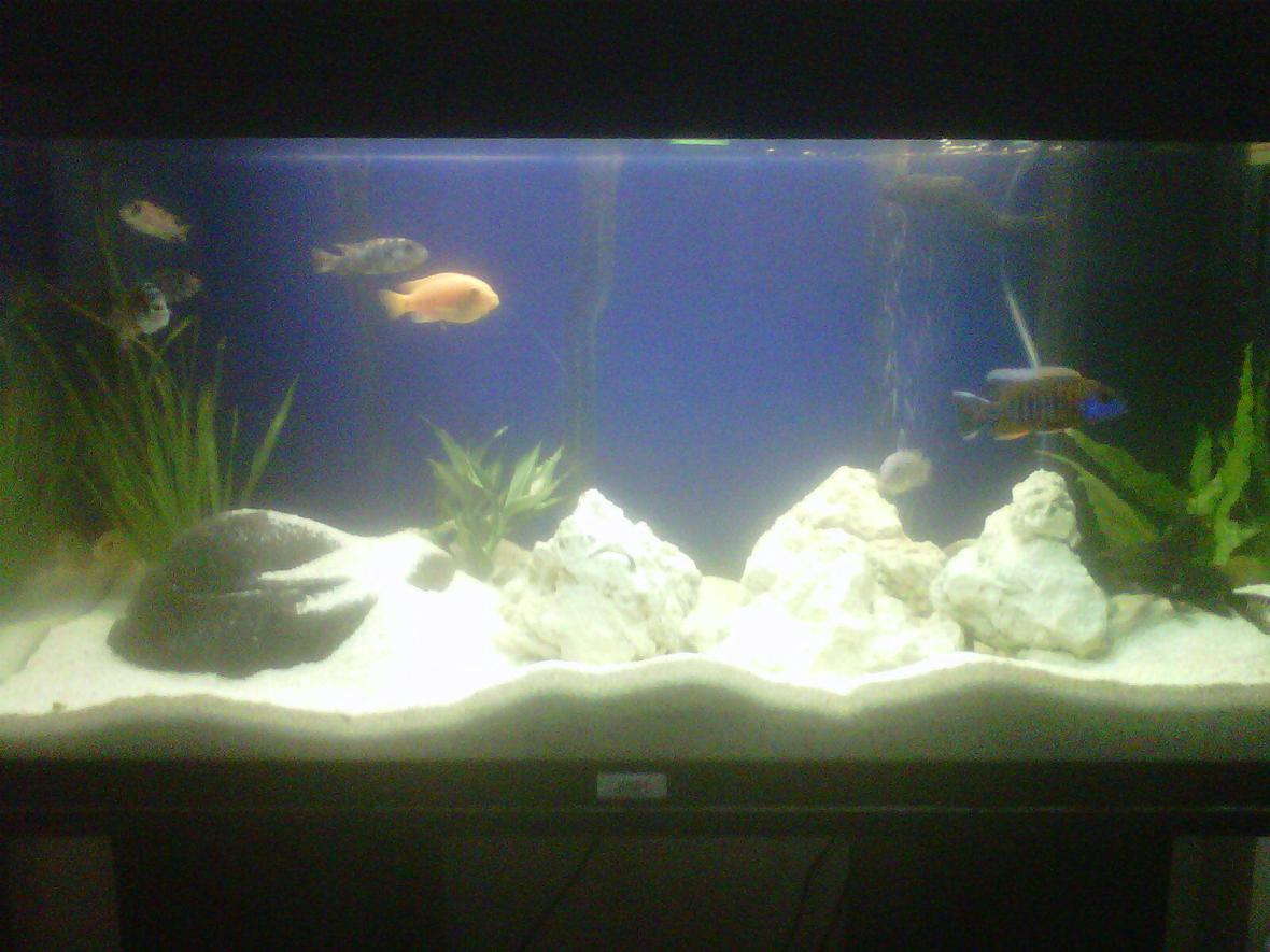 30 gallons freshwater fish tank (mostly fish and non-living decorations) - first malawi tank but i got the knowledge for it so its not like i ain't a stranger to it!!!