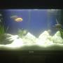 30 gallons freshwater fish tank (mostly fish and non-living decorations) - first malawi tank but i got the knowledge for it so its not like i ain't a stranger to it!!!