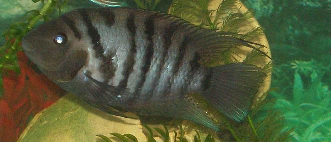 freshwater fish - archocentrus nigrofasciatus - black convict cichlid stocking in 30 gallons tank - My Convict Named -D-Bo