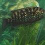 freshwater fish - nandopsis octofasciatum - jack dempsey stocking in 30 gallons tank - My Jack Dempsey Named -Gaga