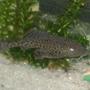 freshwater fish - glyptoperichthys gibbiceps - sailfin pleco (l-83) stocking in 30 gallons tank - My Pleco/Suckerfish Named -Dyson