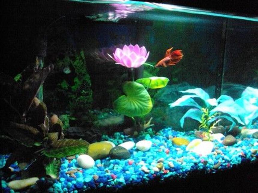 Rated #212: 25 Gallons Freshwater Fish Tank - Elliot's 5 gallon tank